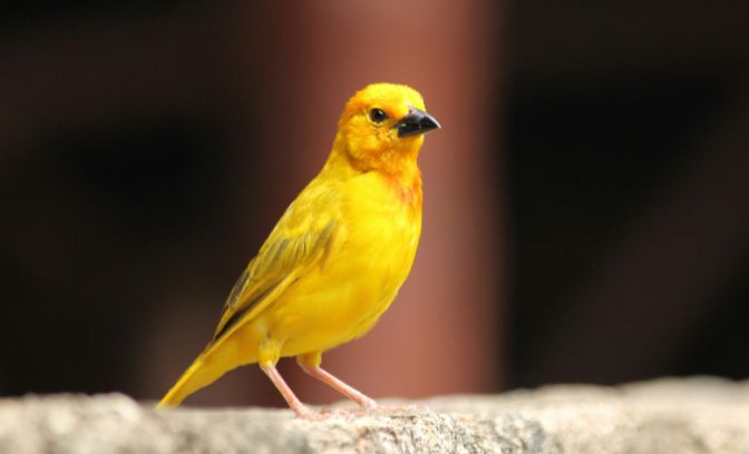 Vogel op de Canarische Eilanden